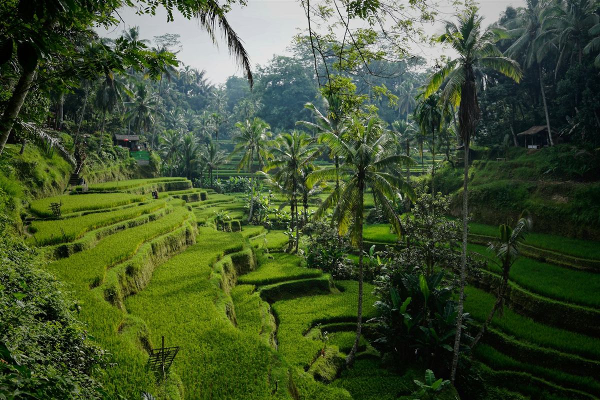 Lush green rice terraces and jungle in Bali
