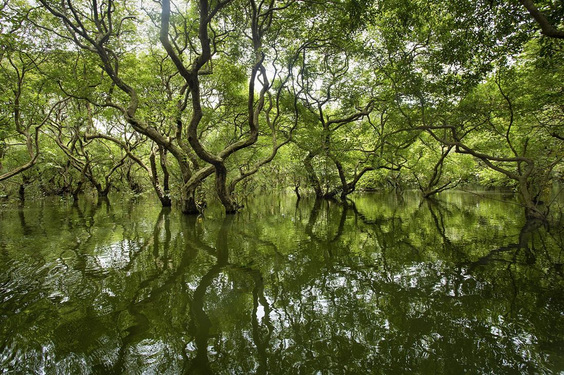 Reflections of trees in the flooded Ratargul swamp forest in Sylhet